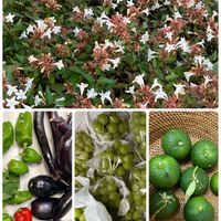 アベリア,夏野菜たち,シャイン マスカット,柚子,緑が好きの画像
