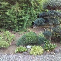 隣の竹やぶ,サツキ,イヌツゲ,フウチソウ,アジサイの画像