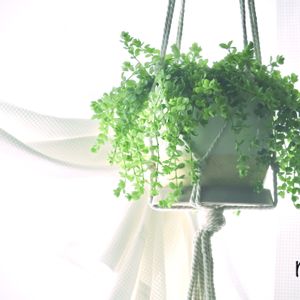 わが家の観葉植物❢,つぶつぶ,癒しgreen,観葉植物のある暮らし,めんこい♡の画像