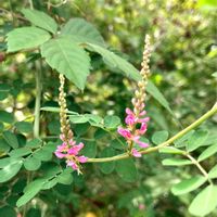 コマツナギ,マメ科,ピンクの花,野草,山野草の画像