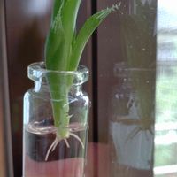 青雲の舞,多肉植物,カット苗,水耕,根っこの画像