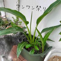 タビビトノキ,ストレリチア オーガスタ,オーガスタ,オーガスタ ニコライ,オウギバショウ 旅人の木の画像