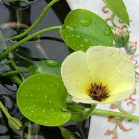 ウォーターポピー,花のある暮らし,可愛い❤,メダカと水草,チーム・ブルーの画像