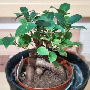 ガジュマル,観葉植物,100均,ダイソー,ガーデニングの画像