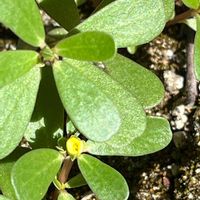 スベリヒユ,多肉植物,食料,自然帰化植物の画像