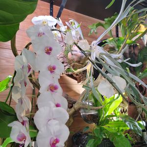 流木,インテリアグリーン,ビフルカツム,大型観葉植物, コウモリラン の画像