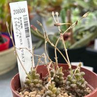 アナカンプセロス属,ラゴプス,多肉植物,花芽,多肉花芽の画像