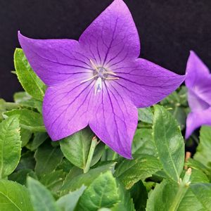 キキョウ,キキョウ・センチメンタルブルー,今日のお花,青い花マニア,おうち園芸の画像