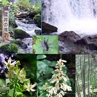 トクサ,タケニグサ,モミジガサ,アケボノソウ,コクワガタの画像