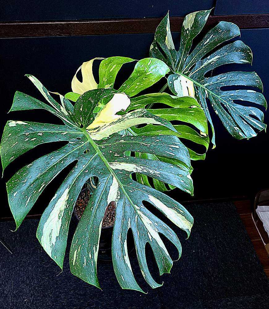 モンステラ デリシオーサ 根上がり仕立て(9月12日更新｜🍀GreenSnap
