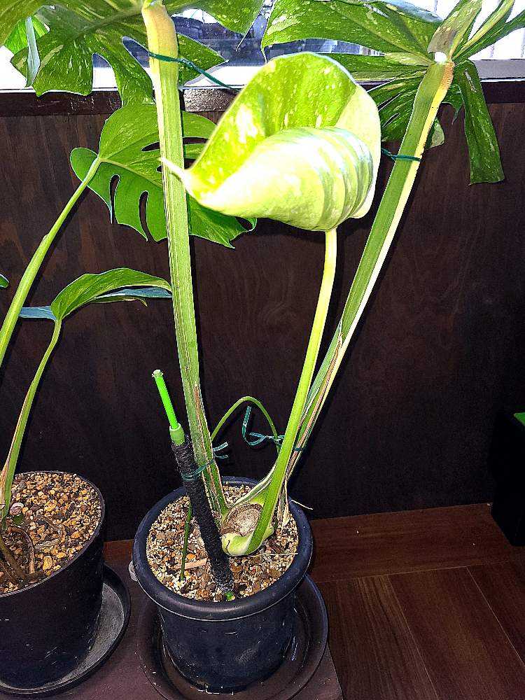 モンステラ デリシオーサ 根上がり仕立て(9月12日更新｜🍀GreenSnap