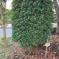 キンモクセイの画像