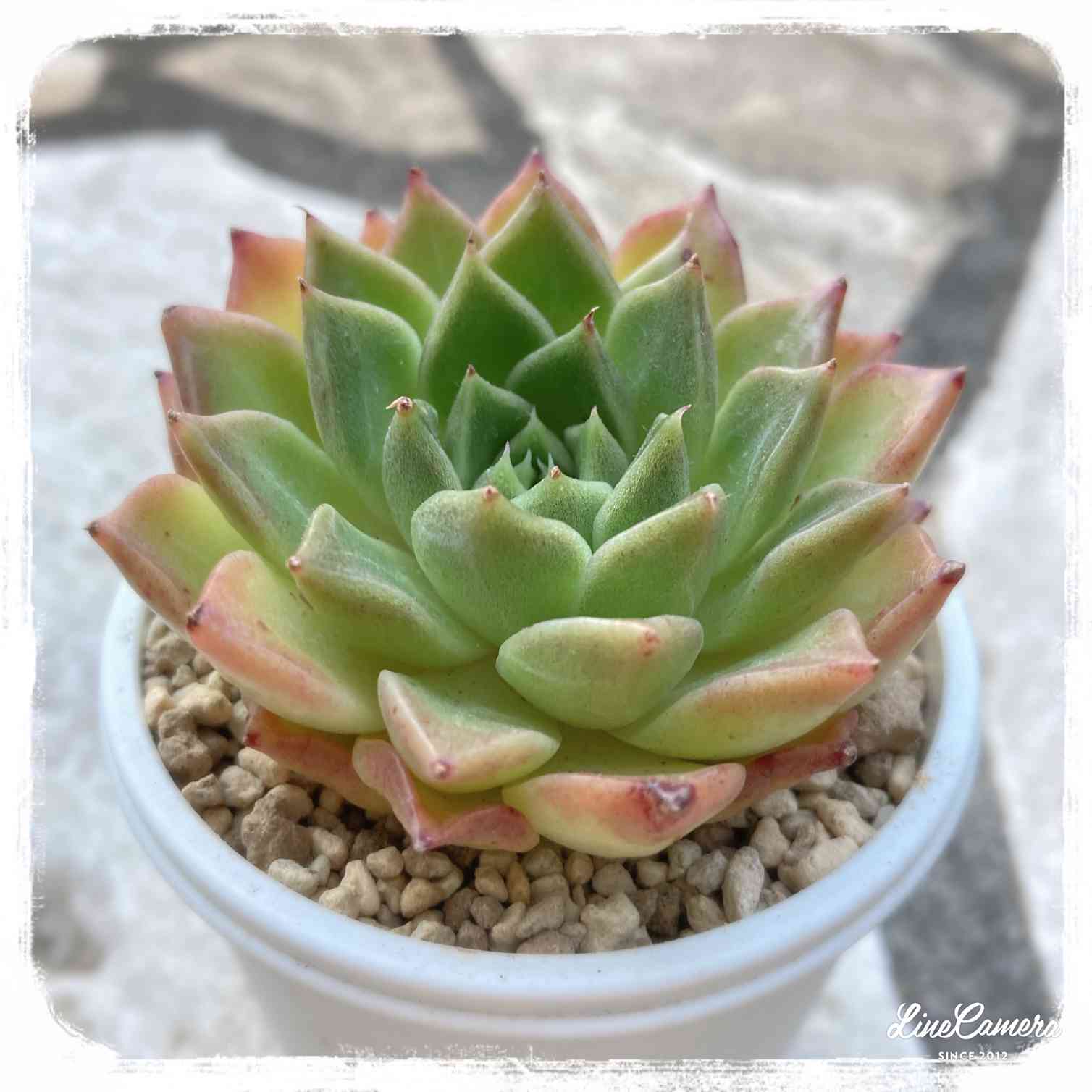 韓国苗 バイキング ♡ ALL 500円 ♡