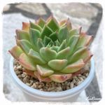 多肉バイキングの一覧｜🍀GreenSnap（グリーンスナップ） 