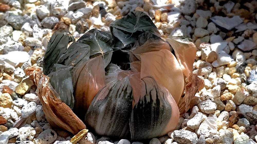 ○ハオルチア ブラックオブツーサ錦×白蛇伝交配種の成長記録