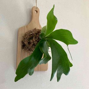 ビカクシダ ネザーランド, コウモリラン ,ビカクシダのある暮らし,癒し,板付けの画像