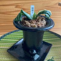 オモト,キジカクシ科,オモト属,観葉植物の画像