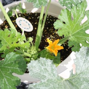 ズッキーニ,家庭菜園,プランター野菜,小さな庭の画像