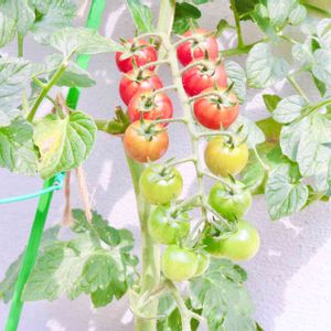 ミニトマト ガンバ(サントリー),夏野菜フォトコンテスト2023,サントリー本気野菜,家庭菜園,プランター野菜の画像