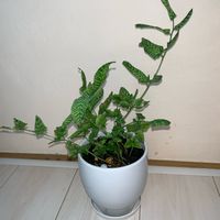 コニオグランメ エメイエンシス,ゴールデンゼブラ,観葉植物,植え替え,シダ植物の画像