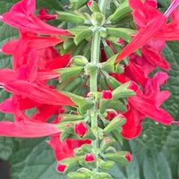 サルビア,ベニバナサルビア,花壇,ガーデニング,山野草の画像