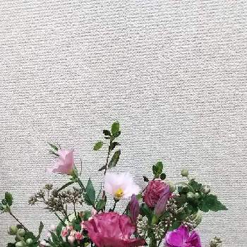 ペペロミア ジェミニ,紫苑のDIY,観葉植物,リメ缶,植え替えの画像