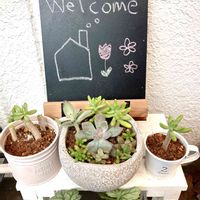 八千代,多肉植物,植物のある暮らし,単品植え,カット苗の画像