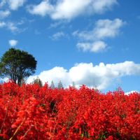サルビア,今日のお花,お出かけ先の画像