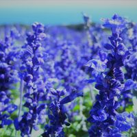 サルビア,今日のお花,お出かけ先の画像