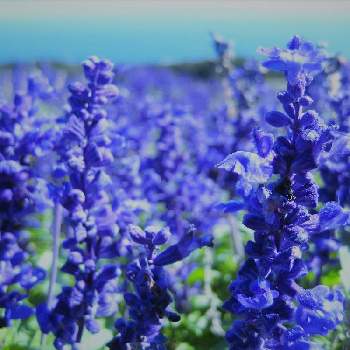 神社仏閣,癒やし,九十九里,海辺の風景,九十九里浜片貝海岸の画像