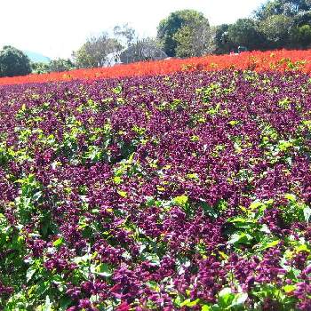 神社仏閣,癒やし,九十九里,海辺の風景,九十九里浜片貝海岸の画像