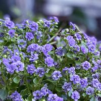 八重咲きエキザカム　ブルーロココ,エキザカム,植物のある暮らし,早朝の庭,マイガーデンの画像