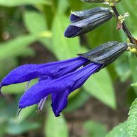 サルビア・ガラニチカ,今日のお花♡,シソ科,美しい♡,素敵な色合いの画像