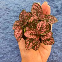 ヒポエステス,ヒポエステス ピンクの画像