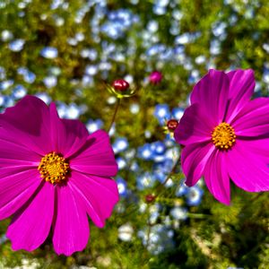 コスモス,ネモフィラ,ピンクの花,花のある暮らし,日当たり良好の画像