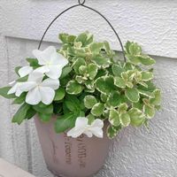 日々草(にちにちそう),プレクトランサス,お花大好き♡,寄せ植え,夏の花の画像