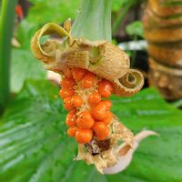 クワズイモ,アロカシア・オドラ,クワズイモの実,観葉植物,熱帯植物の画像