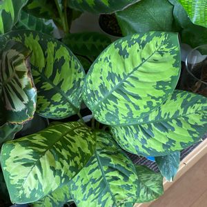 ホマロメナ ワリシー カモフラージュ,カラーリーフ,観葉植物,植物のある暮らし,カラフルの画像