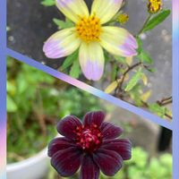 チョコレートコスモス,ウインターコスモス,コラージュ仲間達,植物のある生活,お花に癒されるの画像