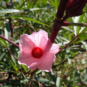 赤花(ピンク)ローゼル,赤い花,可愛い,ハーブティー,無農薬の画像