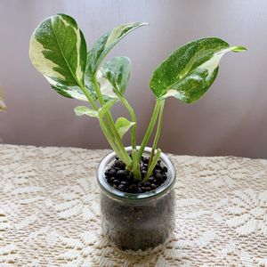 ポトス・エンジョイ,ポトス,観葉植物,ダイソー,ダイソー観葉植物の画像