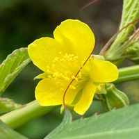 モロヘイヤ,植物と暮らす,有毒(種子やサヤ),畑にて,ちっちゃいものクラブの画像