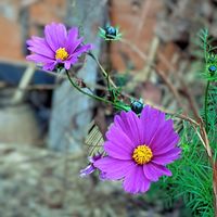 ウインターコスモス,コスモス,スマホ撮影,♡今日のお花♡,季節の花の画像