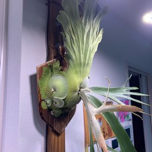  ビカクシダ,willinckii, コウモリラン ,Platycerium,部屋の画像