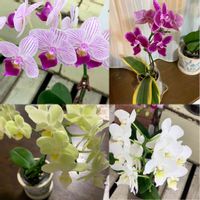 ミニ胡蝶蘭カララ,花は私のパワー❤️,自然の恵みに感謝,植物大好き,皆様に感謝の画像