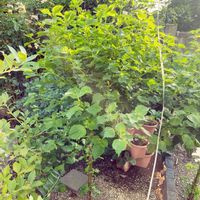 大葉,ブルーベリー,家庭菜園,ガーデニング,野菜と果物の話の画像