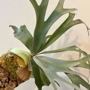 ビカクシダE-1, コウモリラン ,ビカクシダのある暮らし, ビカクシダ,ビザール・プランツの画像