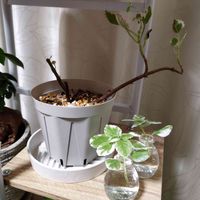 プレクトランサス・マダガスカリエンシス,プレクトランサス,観葉植物,観葉植物初心者の画像