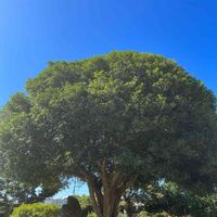 キンモクセイ,金木犀♡,雲ひとつない空,がんに負けるな！,空が青い☀️の画像
