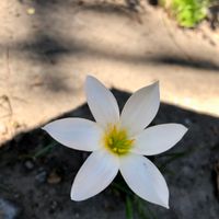 ゼフィランサス(サフランモドキ),タマスダレ,白い花,植物はたくましい,GSの繋がりに感謝♡の画像